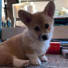 Pembroke Welsh Corgi puppies for Rehoming 💕Delivery Available🌎
