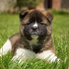 Super Cute Akita puppies for adoption