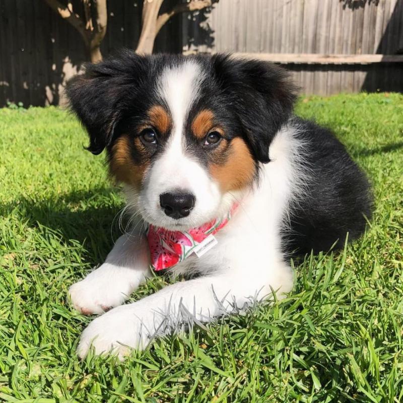 Adorable Border Collie pups Image eClassifieds4u