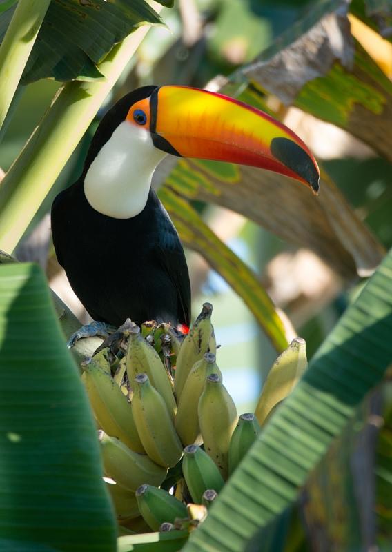 Awesome Toco toucan parrots for new homes Image eClassifieds4u