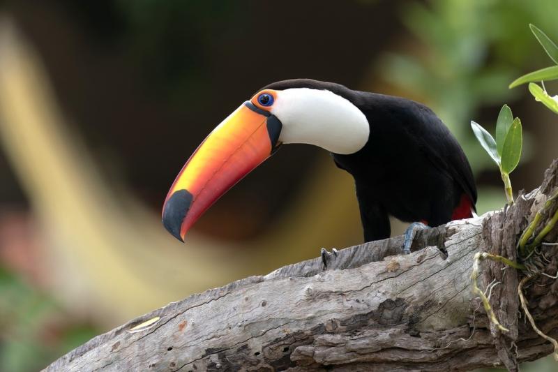 Awesome Toco toucan parrots for new homes Image eClassifieds4u