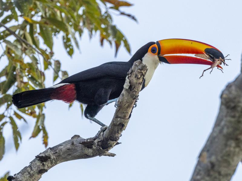 Awesome Toco toucan parrots for new homes Image eClassifieds4u