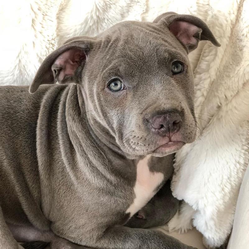 Fantastic Ckc Blue Nose American Pit Bull Terrier Puppies Available Image eClassifieds4u