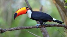 Awesome Toco toucan parrots for new homes Image eClassifieds4u 3