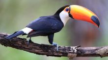 Awesome Toco toucan parrots for new homes Image eClassifieds4u 4