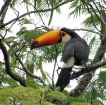 Awesome Toco toucan parrots for new homes Image eClassifieds4u 4
