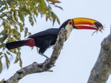 Awesome Toco toucan parrots for new homes Image eClassifieds4u 4