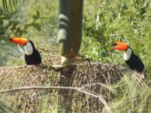 Awesome Toco toucan parrots for new homes Image eClassifieds4u 3