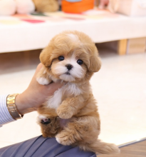 Beautiful Maltipoo pups Image eClassifieds4u 4
