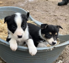 Beautiful Rough Coated Border Collie Puppies Image eClassifieds4u 4