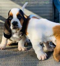 Cute and Nice Basset hound Puppies. Image eClassifieds4U