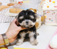 Morkie puppies for sale Image eClassifieds4u 2