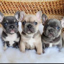 Stunning French Bulldog babies 💖💙 Image eClassifieds4u 2