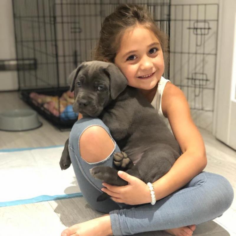 male and female cane Corso puppies Image eClassifieds4u