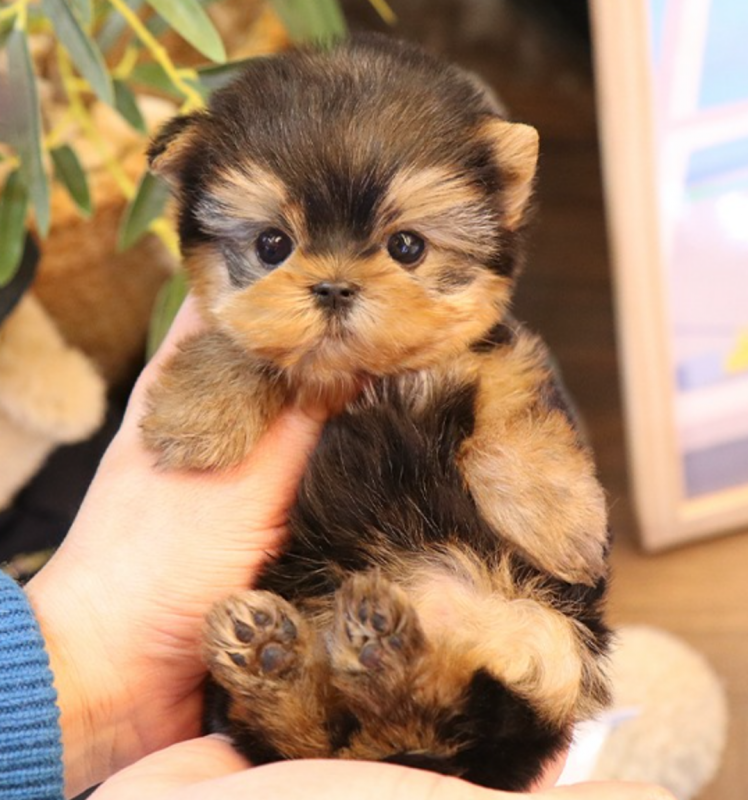 Mini Yorkshire Terrier Image eClassifieds4u