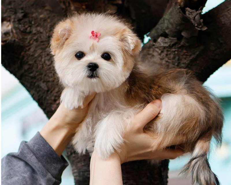 Morkie puppies for sale Image eClassifieds4u