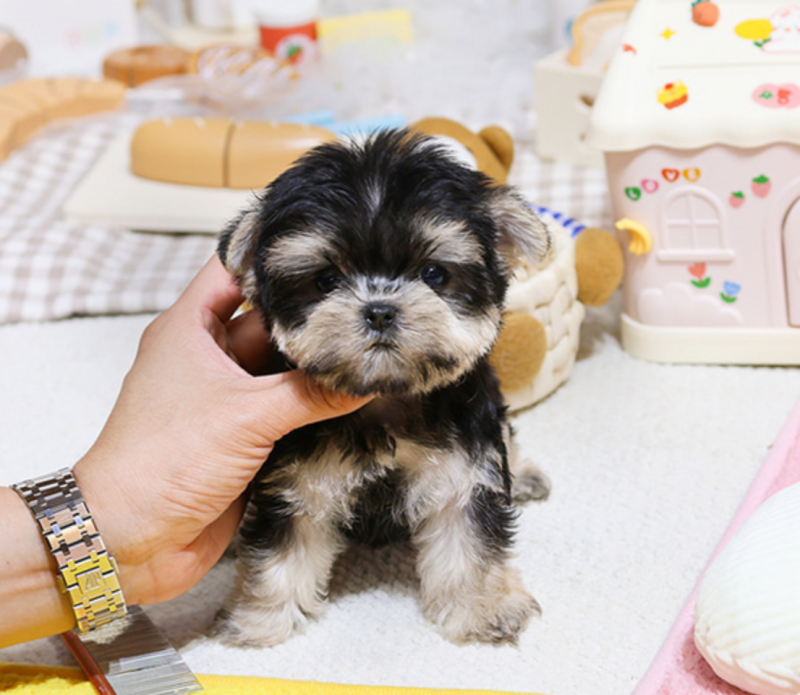 Morkie puppies for sale Image eClassifieds4u