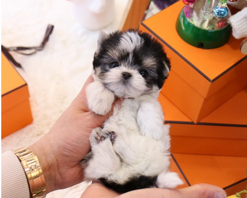 Morkie puppies for sale Image eClassifieds4u