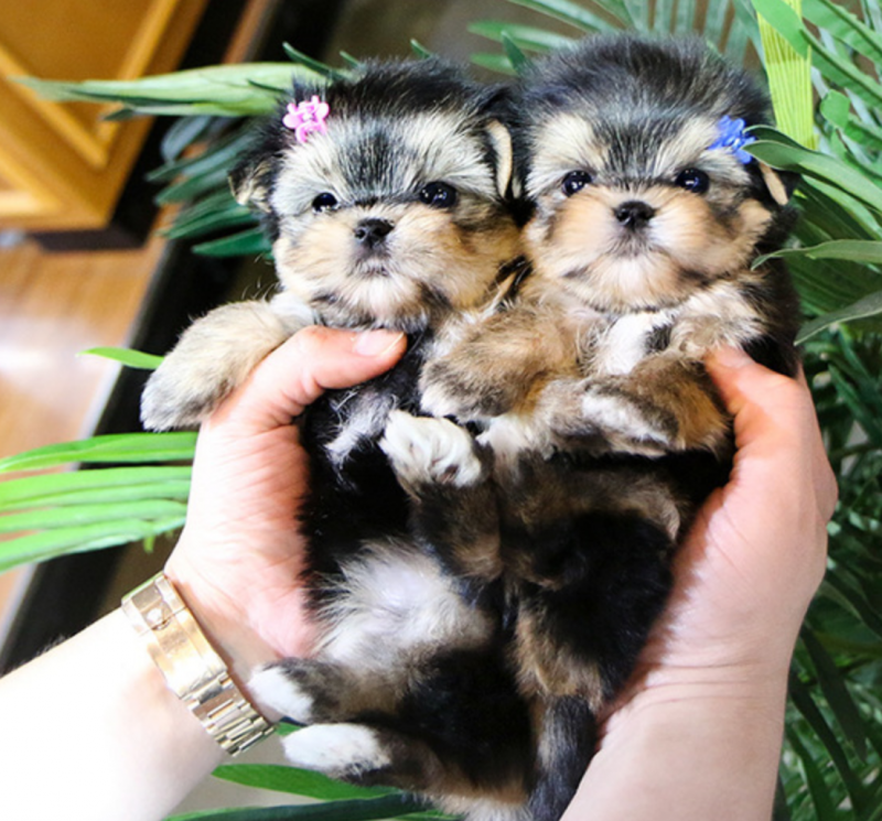 Morkie puppies for sale Image eClassifieds4u