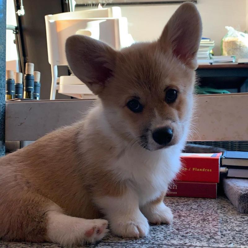 Pembroke Welsh Corgi puppies for Rehoming 💕Delivery Available🌎 Image eClassifieds4u