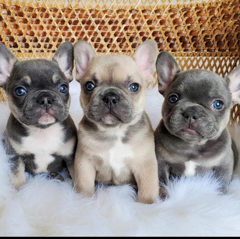 Stunning French Bulldog babies 💖💙 Image eClassifieds4u