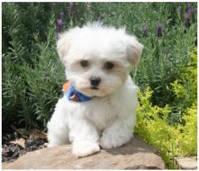 Adorable Maltese Puppies available