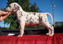 Beautiful Dalmatian Puppies ready for rehoming