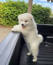 Cute Samoyed Puppies For adoption
