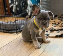 home raised French Bulldog puppies ready