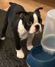 Registered Boston Terrier