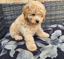 Toy Poodle Puppies