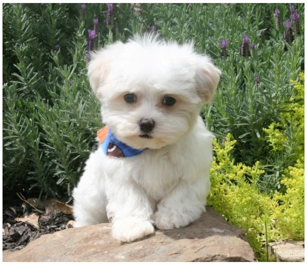 Adorable Maltese Puppies available Image eClassifieds4u