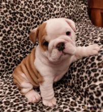 adorable English Bulldog Puppies Image eClassifieds4U