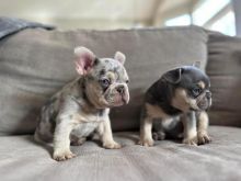 Adorable French Bulldog Puppies 💕Delivery Available. Text Us At: 5173178076