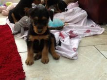 Airedale terrier puppies for adoption