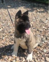 Akita Inu Puppies Ready
