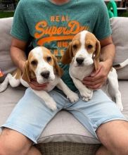 Beagle puppies available