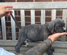 Cane Corso Pups