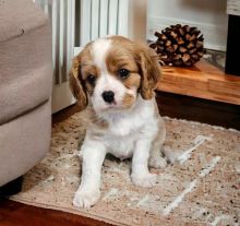 Cavalier King Charles puppies
