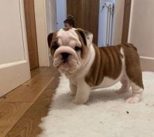 Cute English Bulldog Puppies