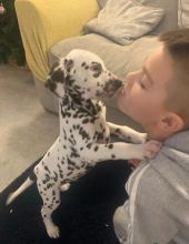 Dalmatian Puppies