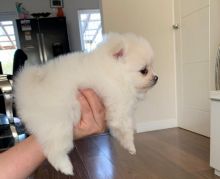 Healthy Pomeranian Puppies