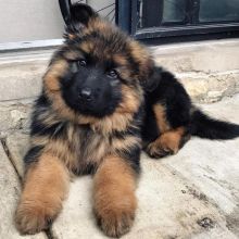 Home raised German shepherd puppies for new homes. Text Us At: 5173178076