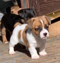Jack Russell Terrier