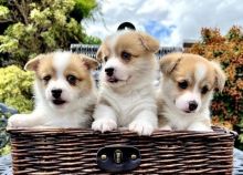 Lovely welsh corgi puppies