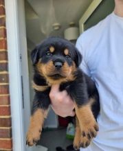 Rottweiler puppies