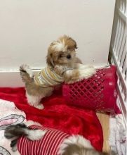 Shih Tzu Puppies available for loving homes