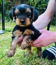Teacup Yorkie puppies