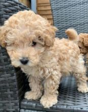 Toy Poodle Puppies For Adoption