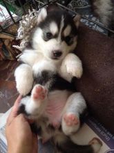 Wonderful Siberian Husky Puppies